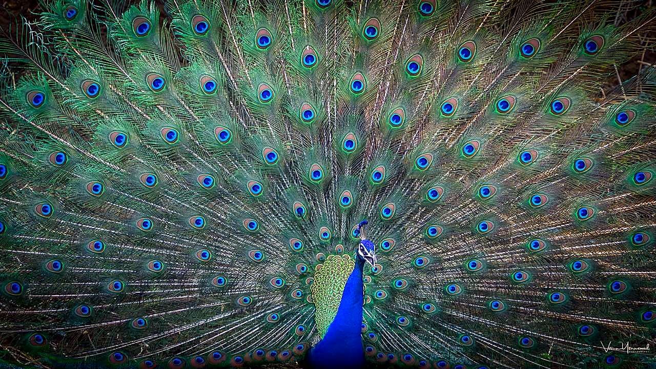 Pench National Park — tiger safari and wildlife in central India
