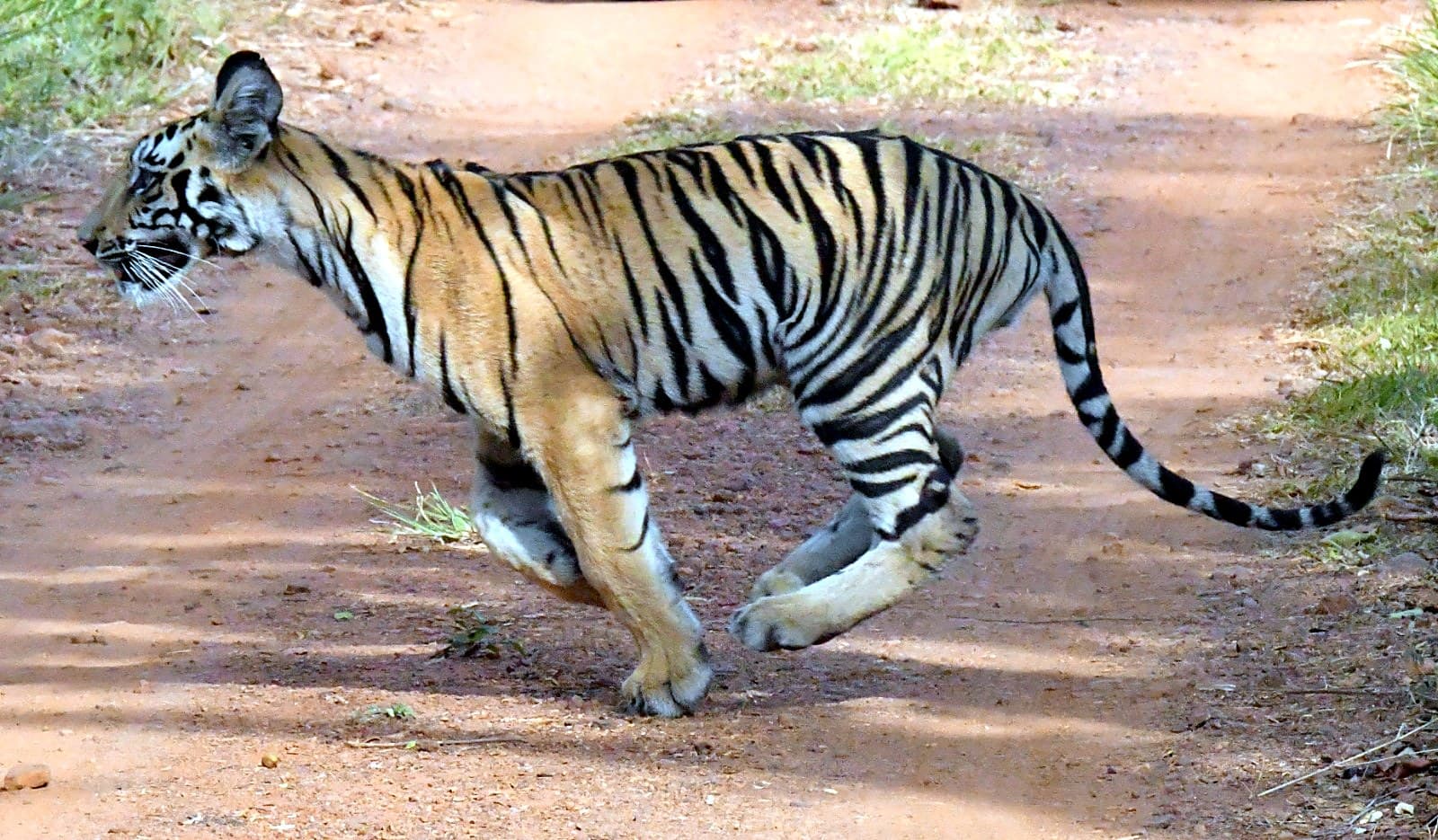 Tadoba National Park — tiger safari and wildlife in central India