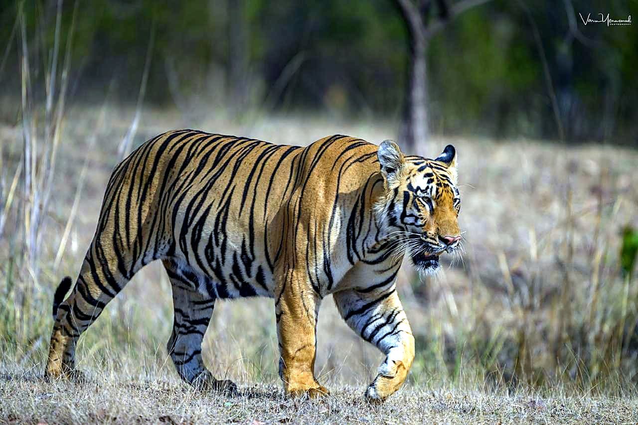 Moharli Gate Tadoba — Tadoba Pench Safari