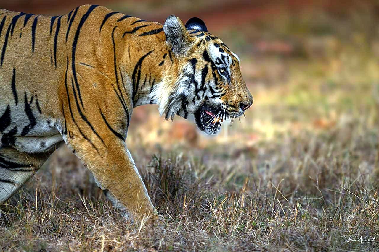Devada Adegaon Gate Tadoba — Tadoba Pench Safari
