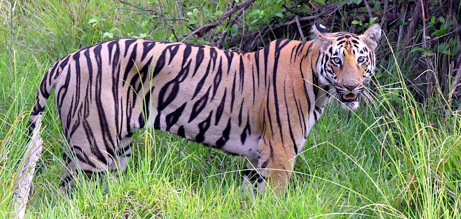 Kolara Gate Tadoba — Tadoba Pench Safari