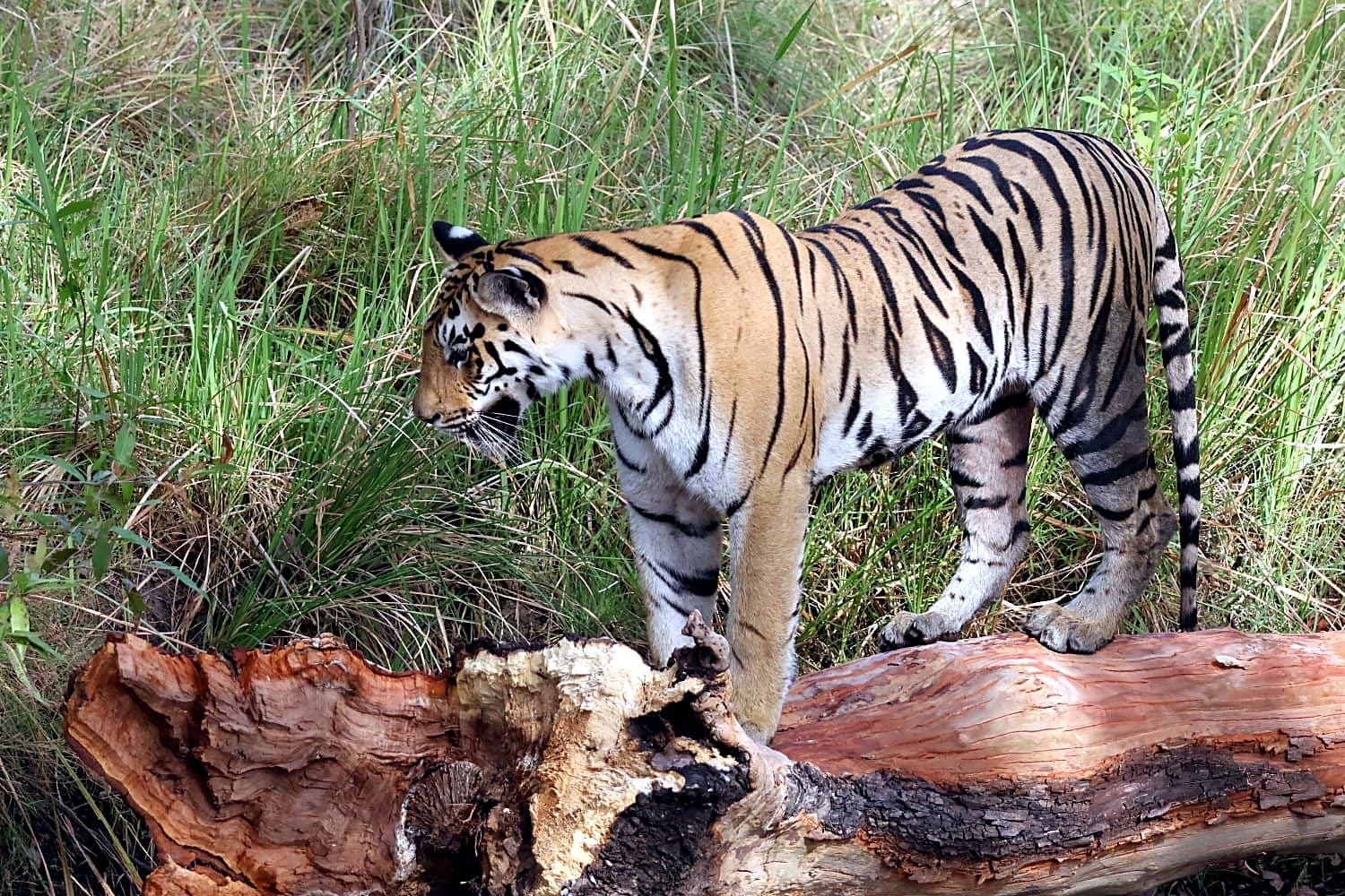 Navegaon Gate Tadoba — Tadoba Pench Safari
