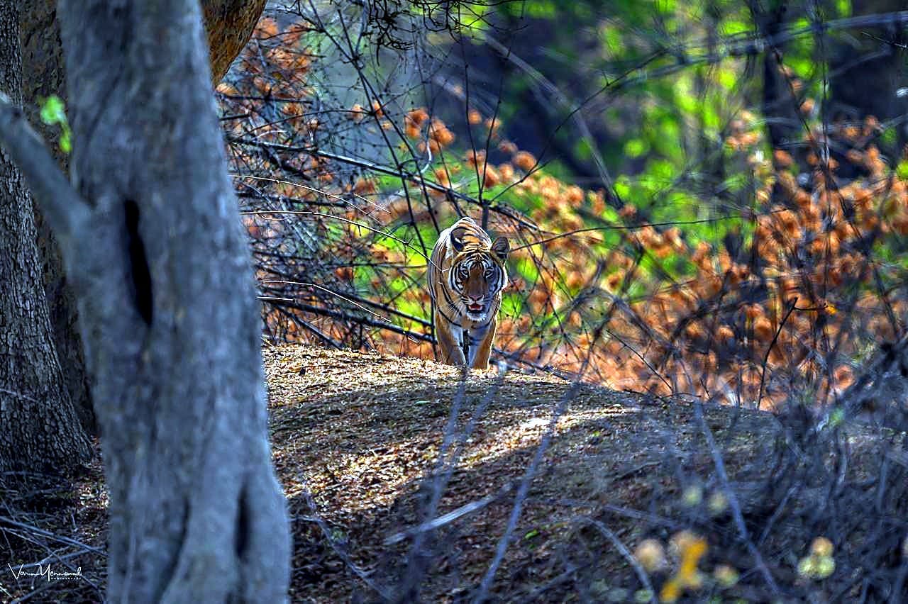 Agarzari Gate Tadoba — Tadoba Pench Safari