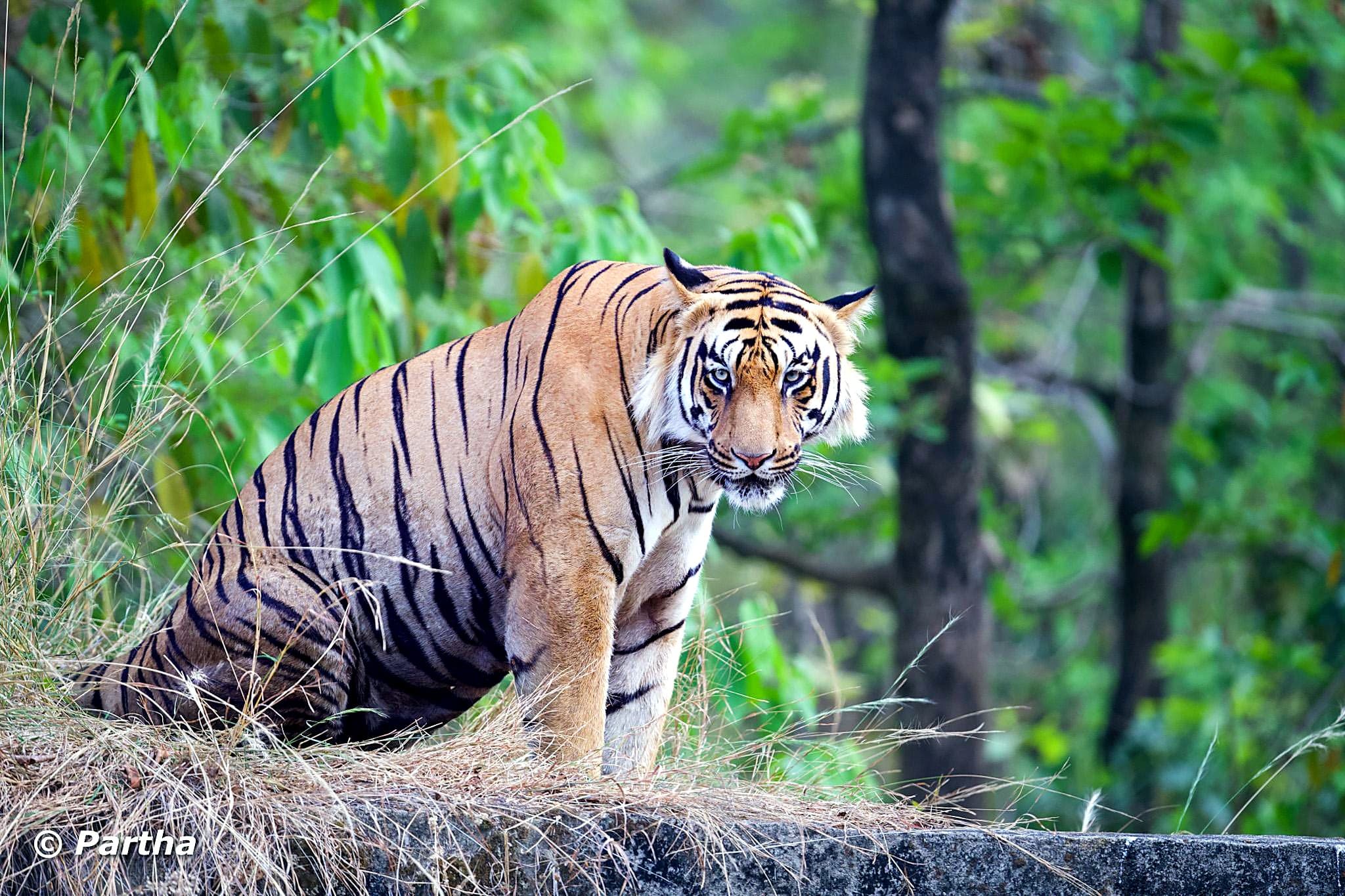 Zari Gate Tadoba — Tadoba Pench Safari