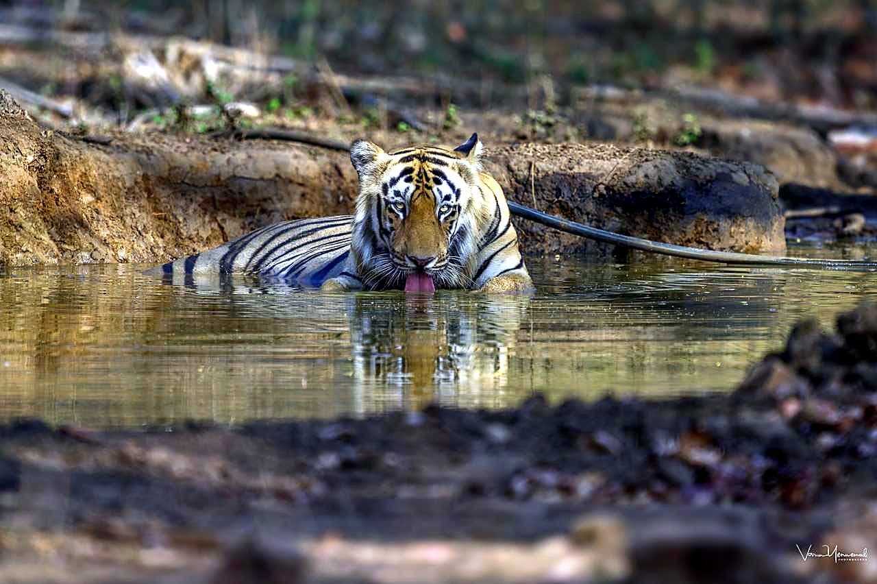 Pangdi Gate Tadoba — Tadoba Pench Safari