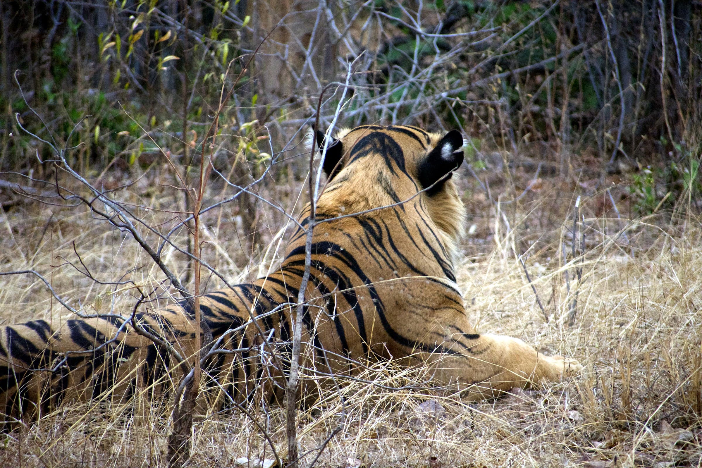 Turia Gate Pench — Tadoba Pench Safari
