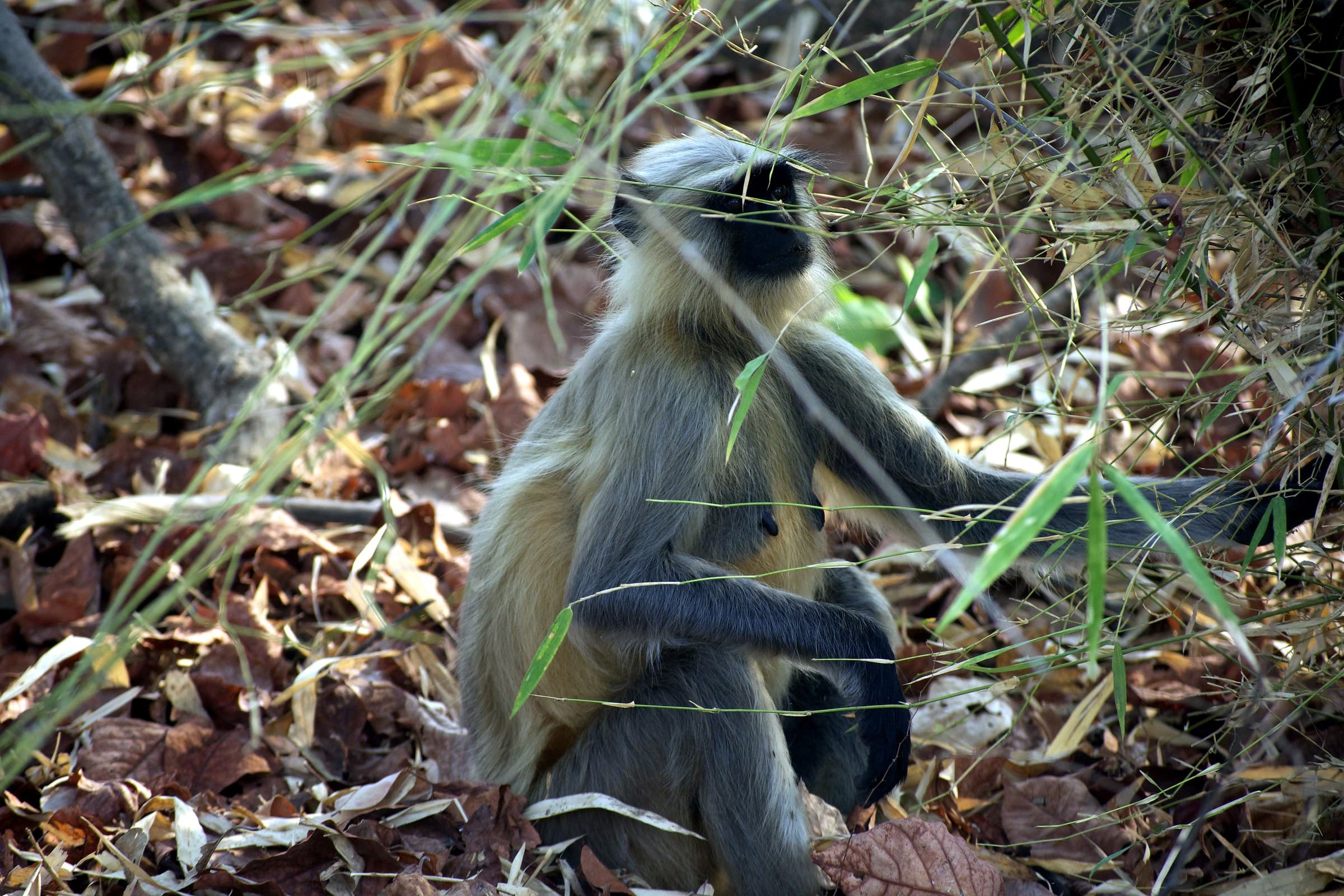 Jamtara Gate Pench — Tadoba Pench Safari