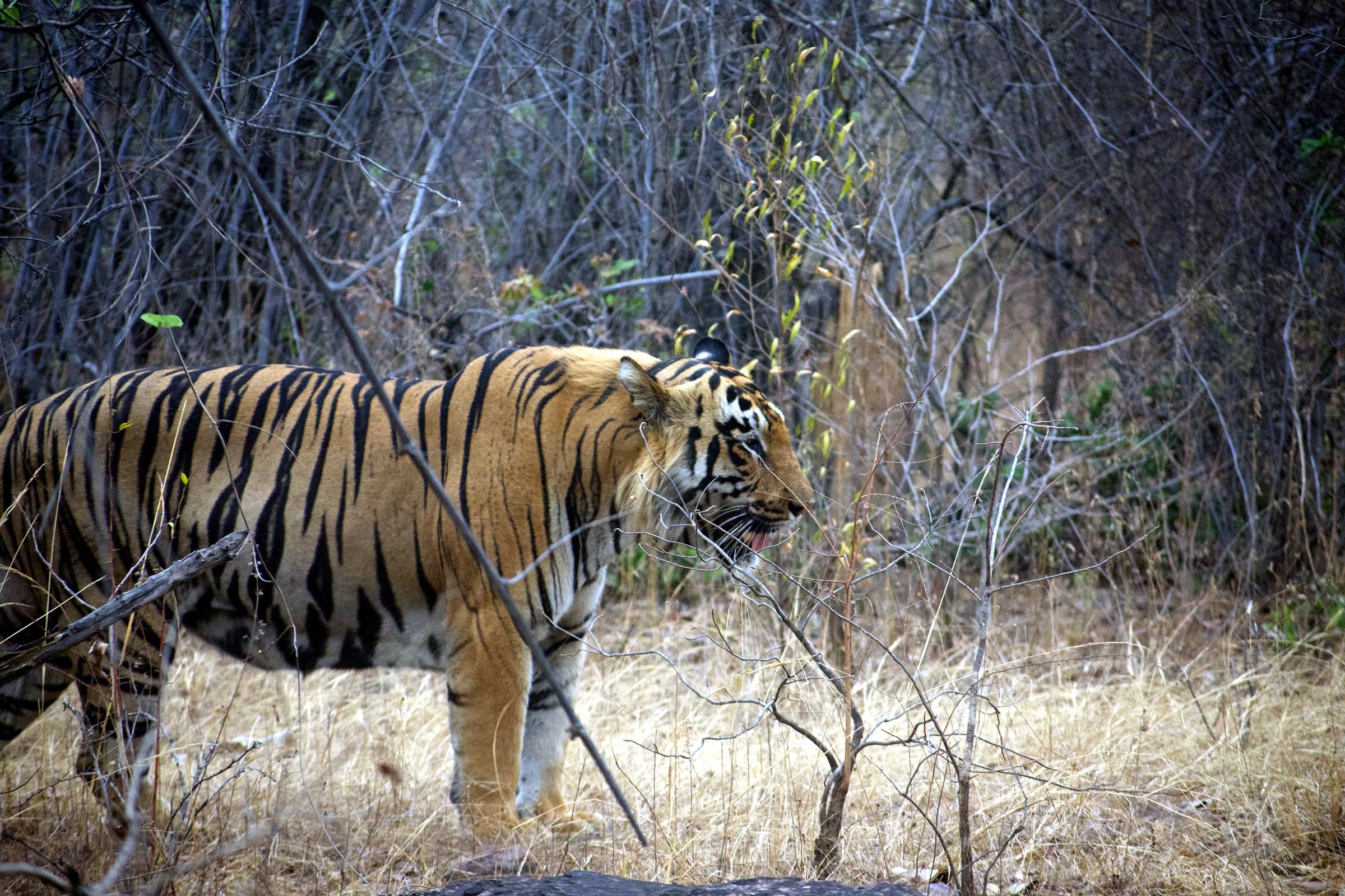 Tadoba Budget — 3 Nights — Tadoba Andhari Tiger Reserve safari package