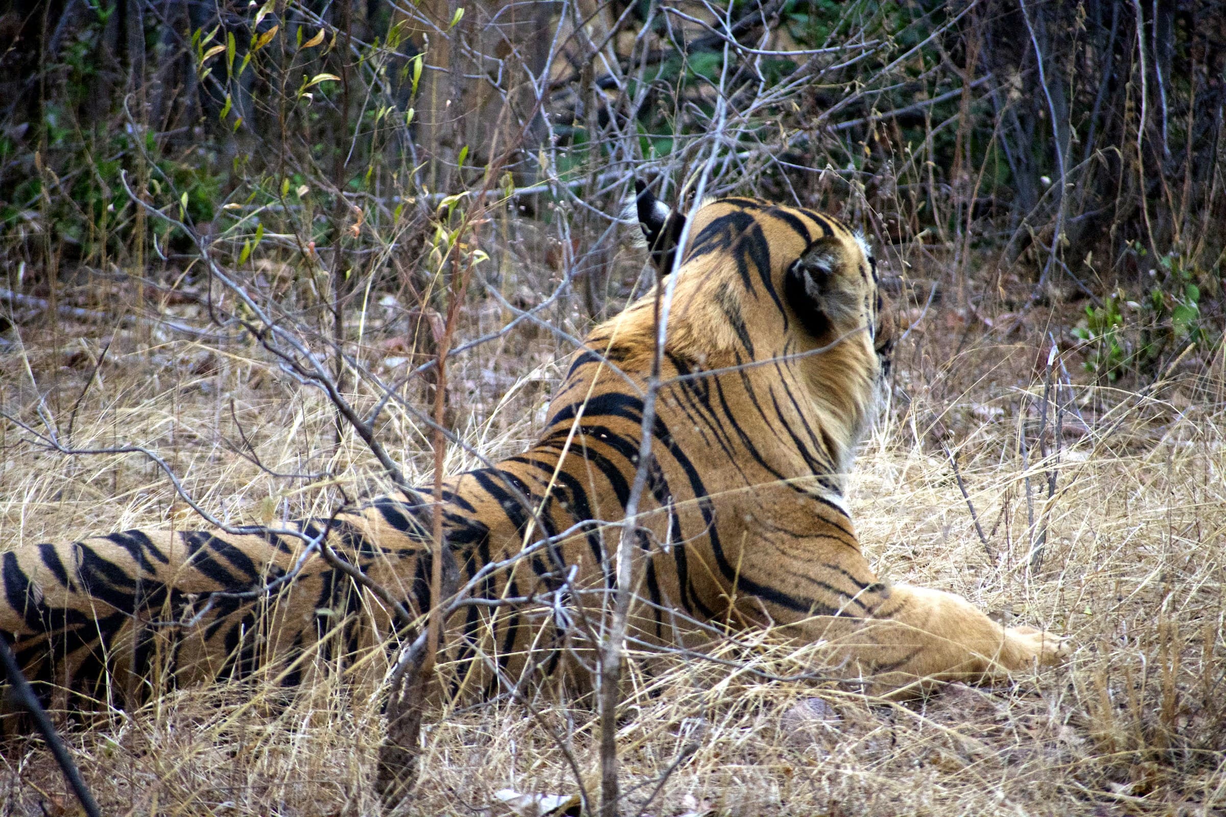 Tadoba Mid — 3 Nights — Tadoba Andhari Tiger Reserve safari package