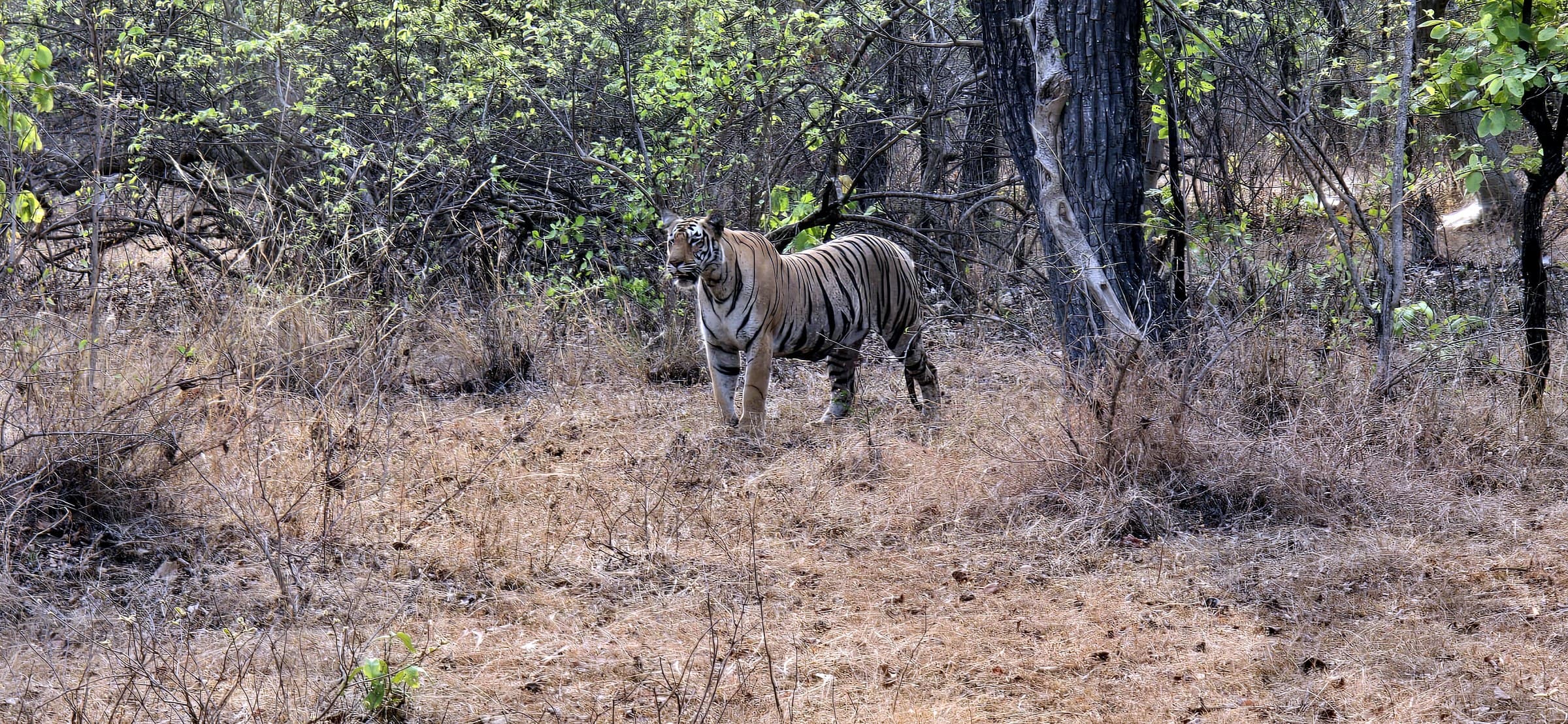 Junona Gate Tadoba — Tadoba Pench Safari