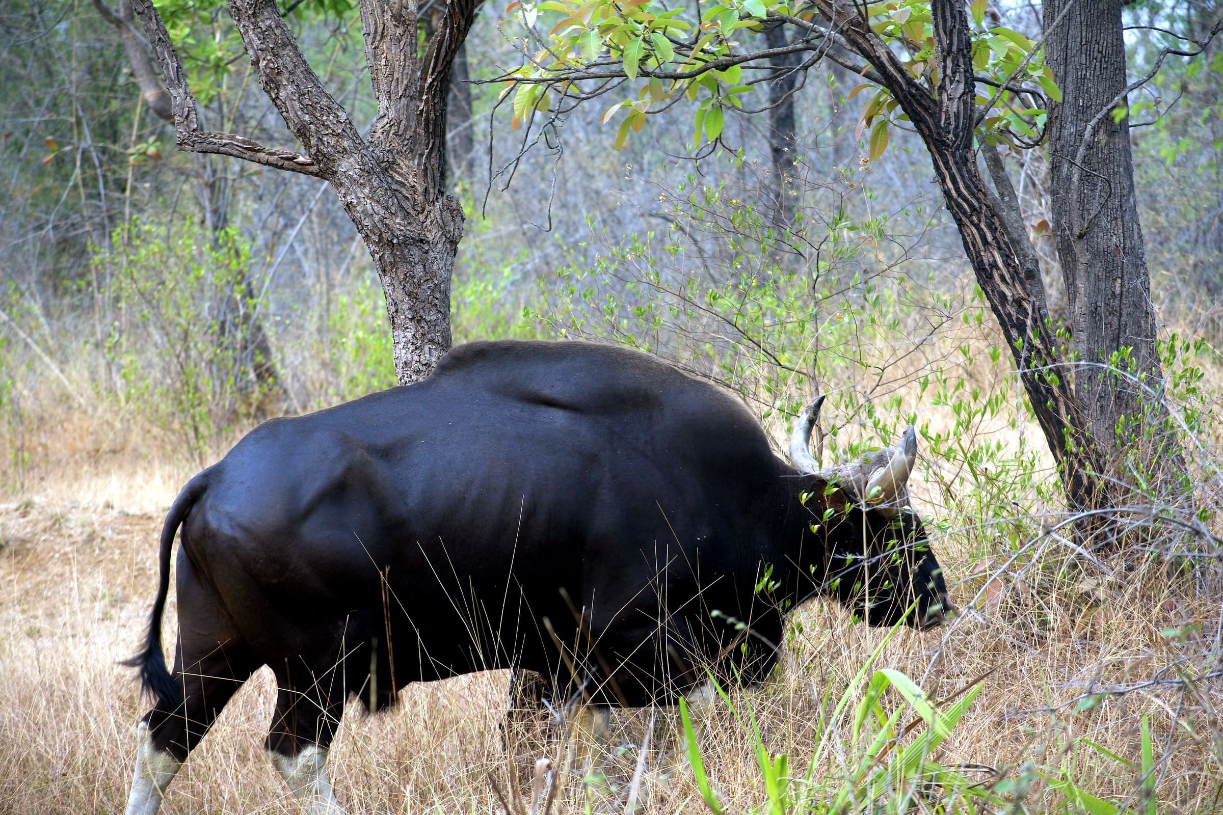Tadoba Safari Cost 2026: Complete Price Breakdown — Tadoba Pench Safari blog