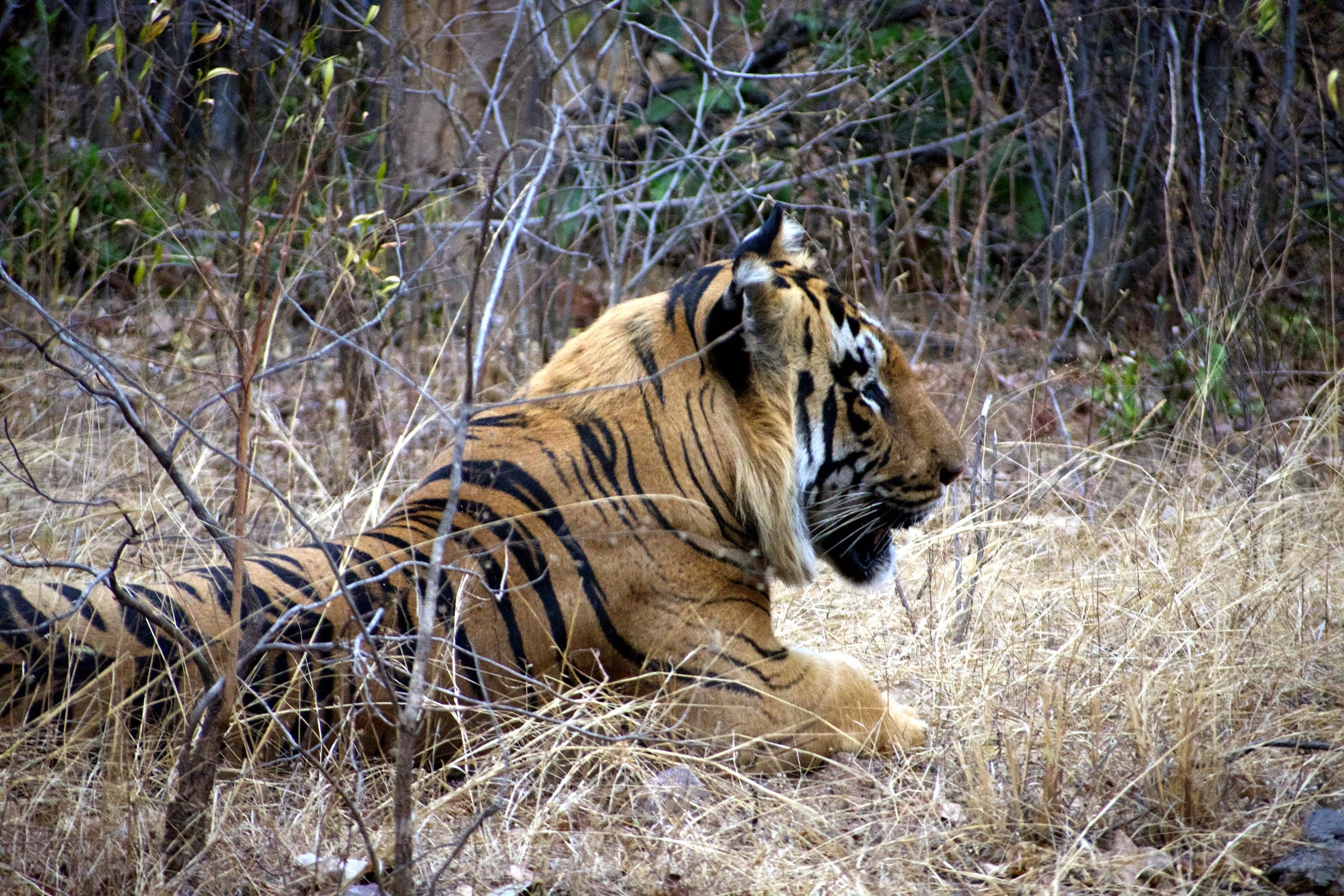 Tadoba Luxury — 3 Nights — Tadoba Andhari Tiger Reserve safari package