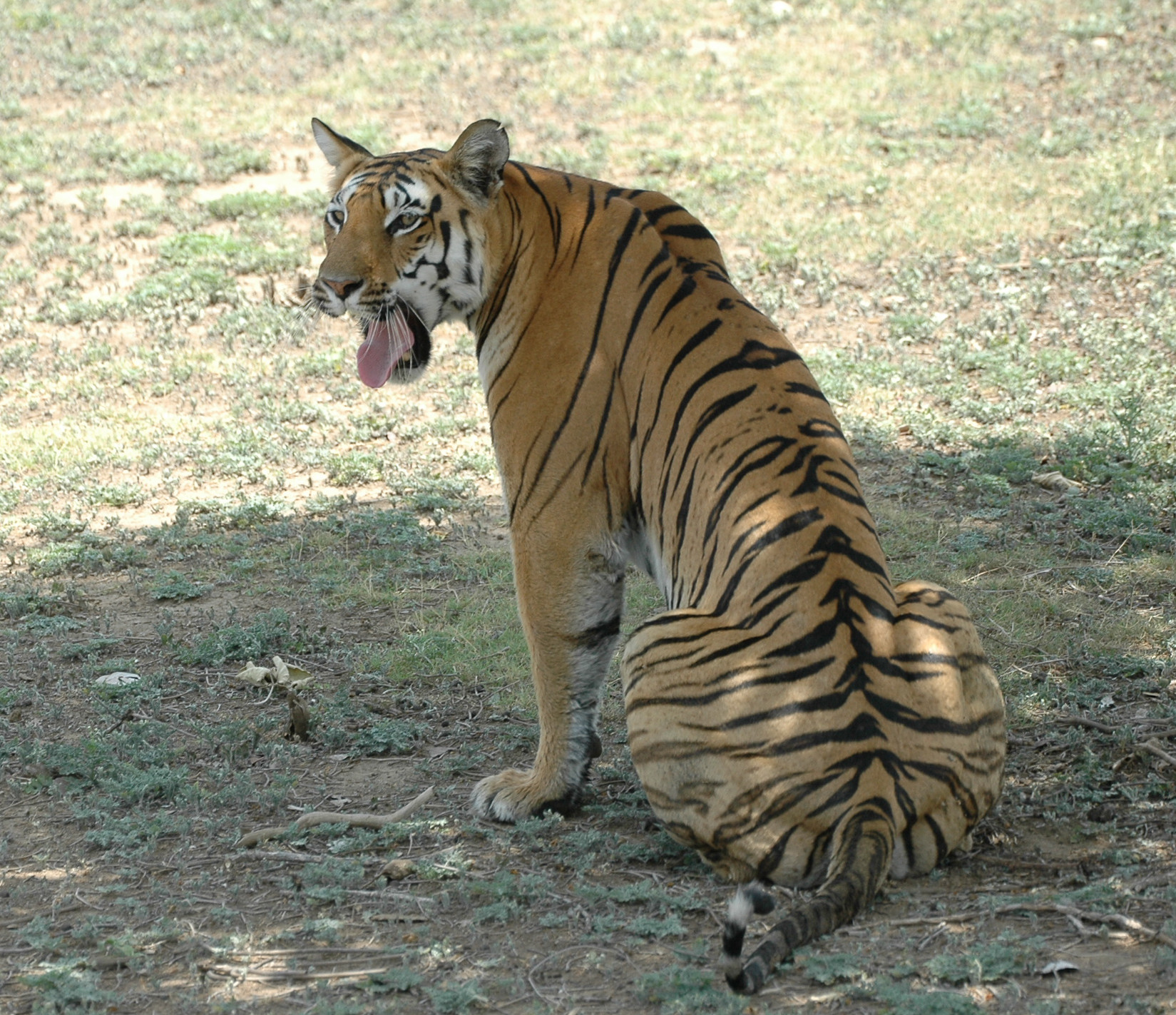 Karmajhiri Gate Pench — Tadoba Pench Safari