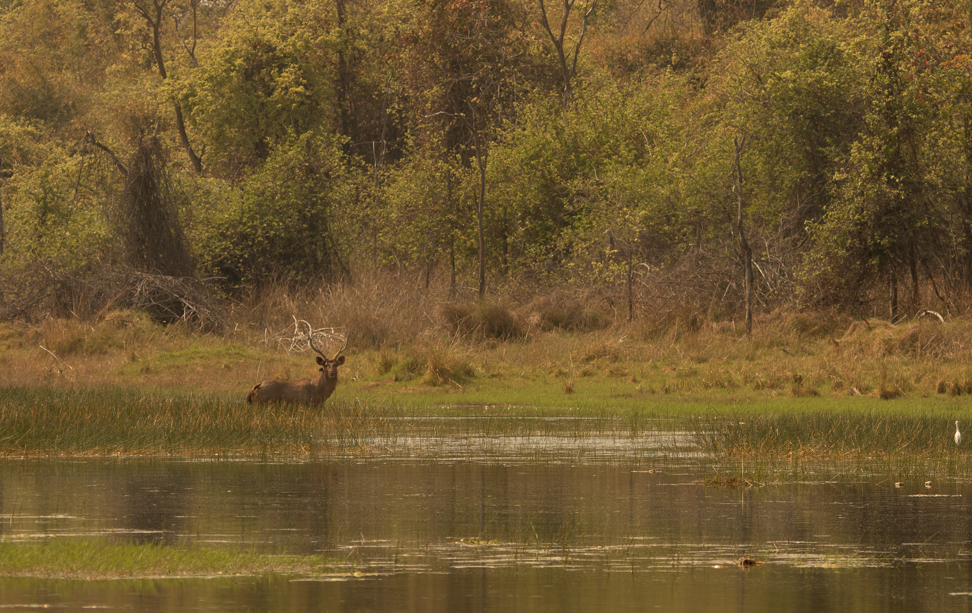Navegaon Gate Tadoba — Tadoba Pench Safari