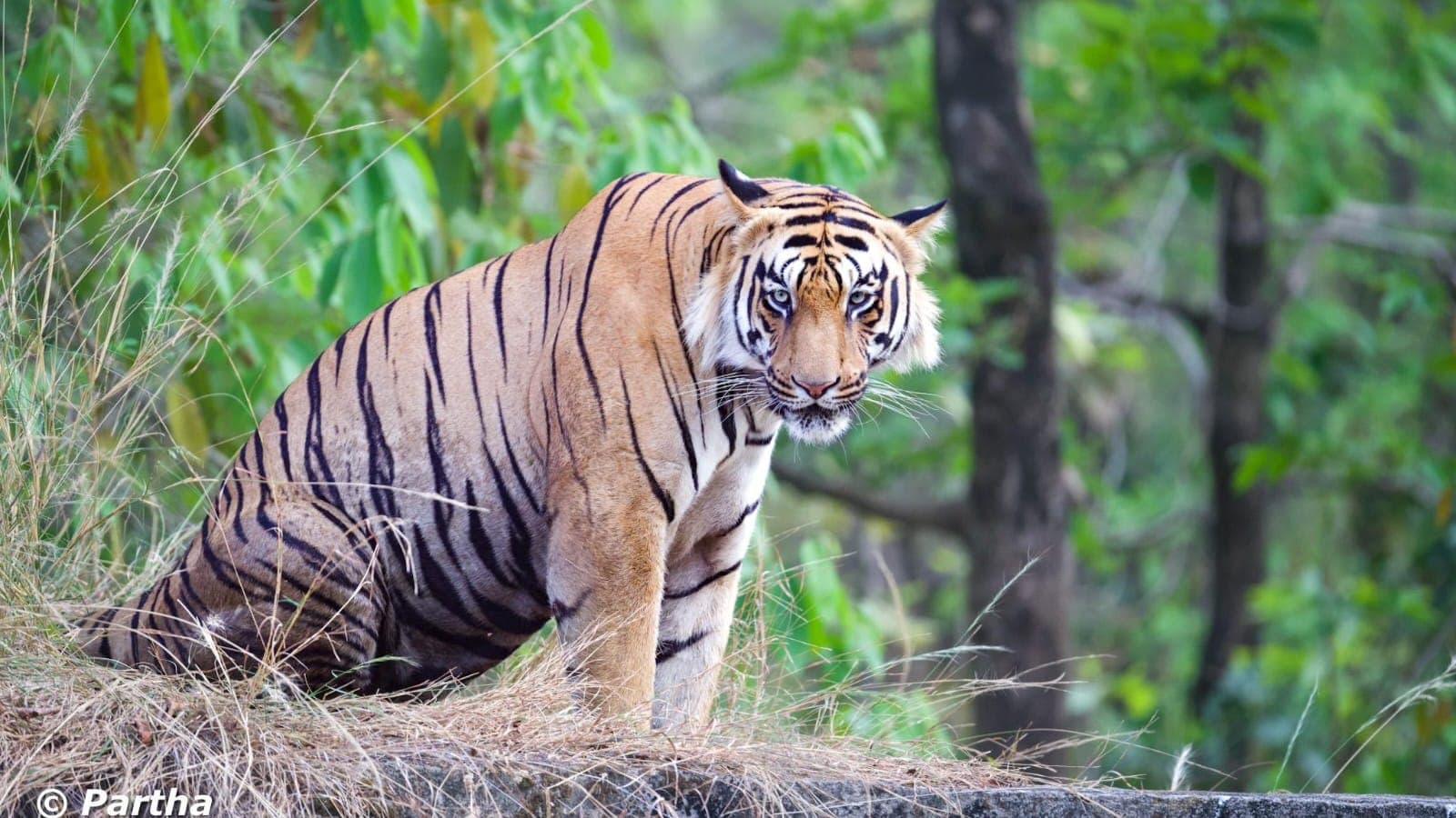 Tadoba Safari for Foreigners: Permits, Fees, Passport Rules (2026) — Tadoba Pench Safari blog