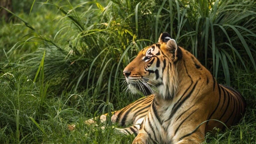 Tadoba Safari with Kids: Age Rules, Timings & Family Tips (2026) — Tadoba Pench Safari blog