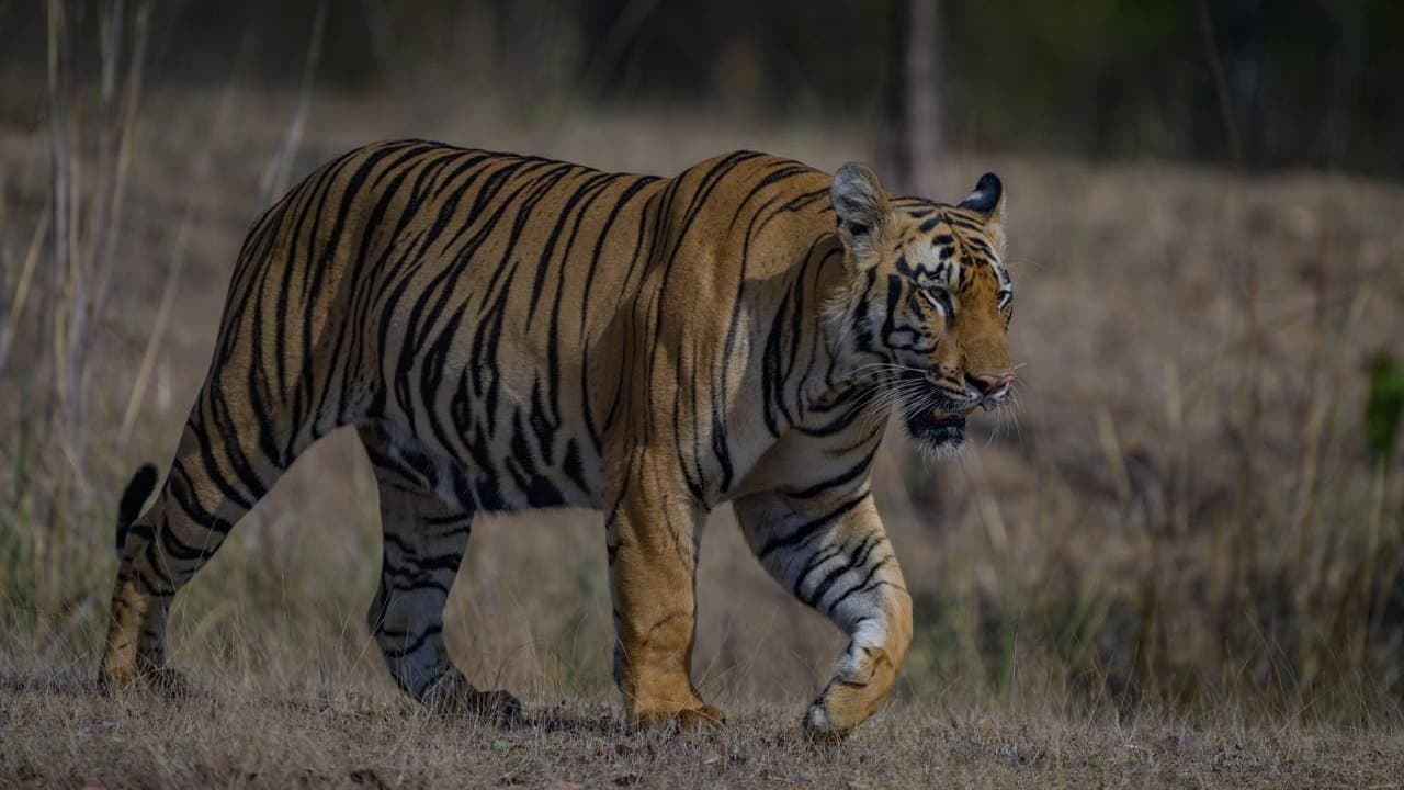 Tadoba in Winter (Nov–Feb): Christmas & New Year Safari Guide 2026 — Tadoba Pench Safari blog