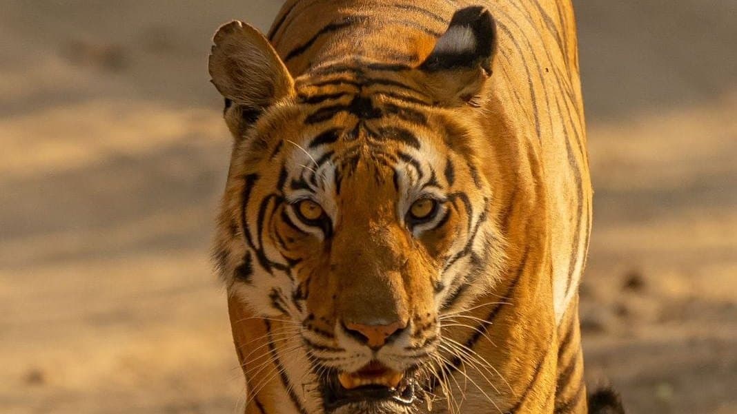 Wildlife Photography in Tadoba & Pench: Permits, Light & Lenses (2026) — Tadoba Pench Safari blog