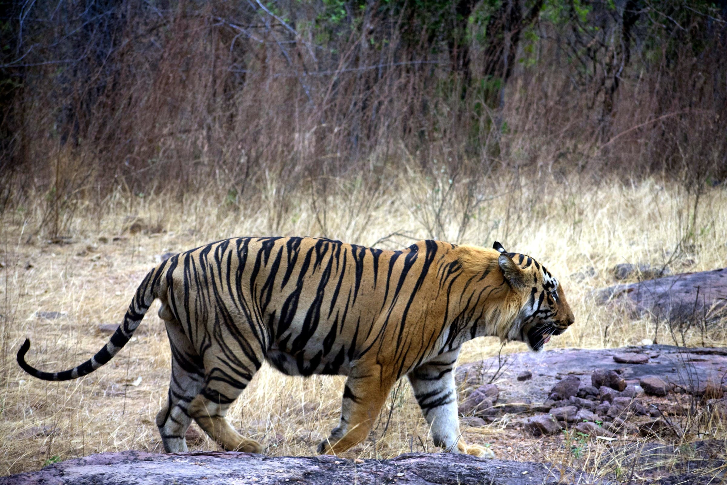 Tadoba safari guide for travellers from Bangalore