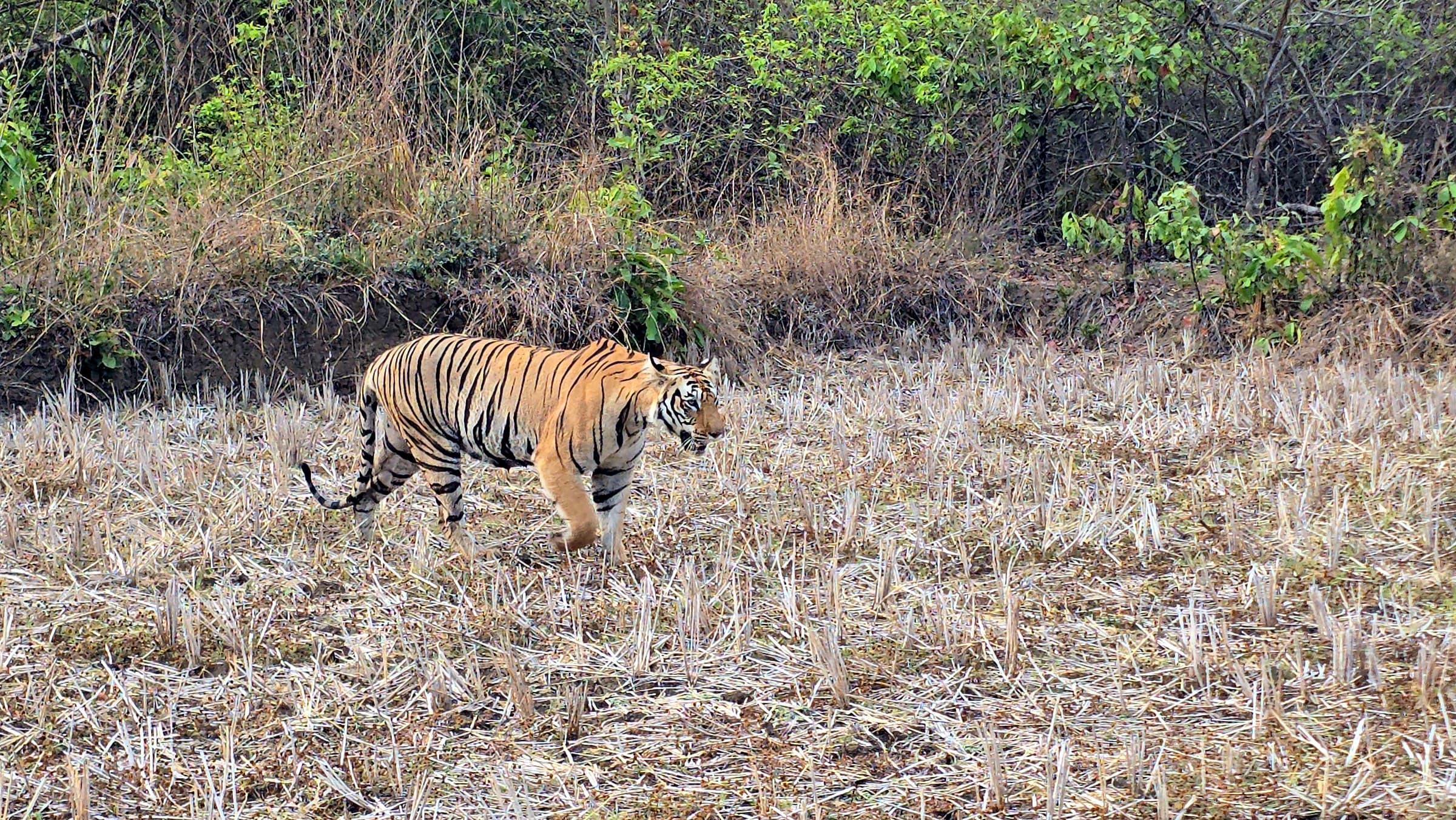 What to Pack for a Tadoba Safari: Essential 2026 Checklist — Tadoba Pench Safari blog