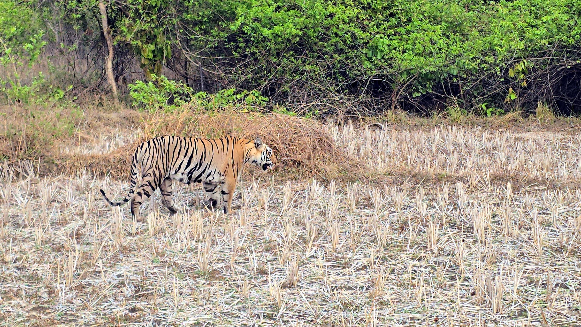 Best Time to Visit Tadoba for Tiger Sightings (2026 Guide) — Tadoba Pench Safari blog