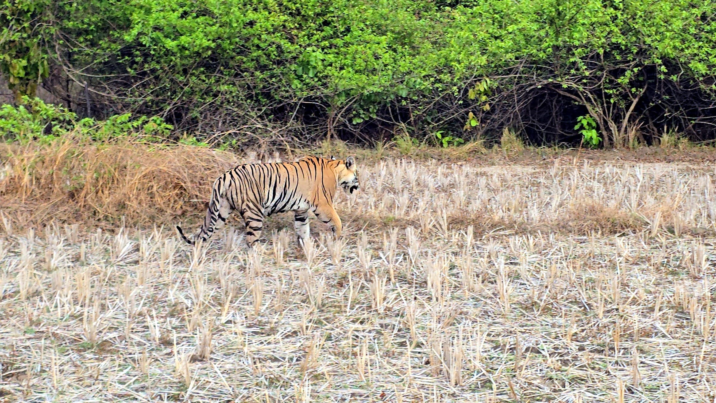How to Book a Tadoba Safari Online: Complete Guide (2026) — Tadoba Pench Safari blog