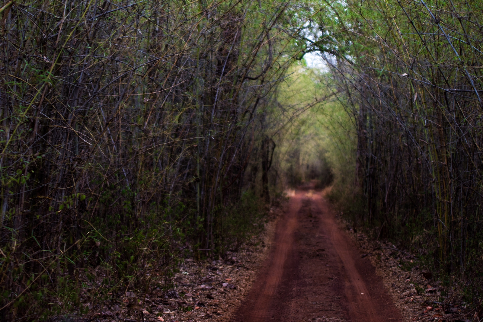 Tadoba Safari from Nagpur: Complete 2026 Guide — Tadoba Pench Safari blog